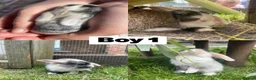 Mixed Breed rabbits for sale: 8 Mini Lop Cross Babies in Bedford - Advert 6
