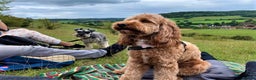 Cockapoo dogs for sale: Welcome to Cotswold Cavapoos and Cockapoos - Advert 18