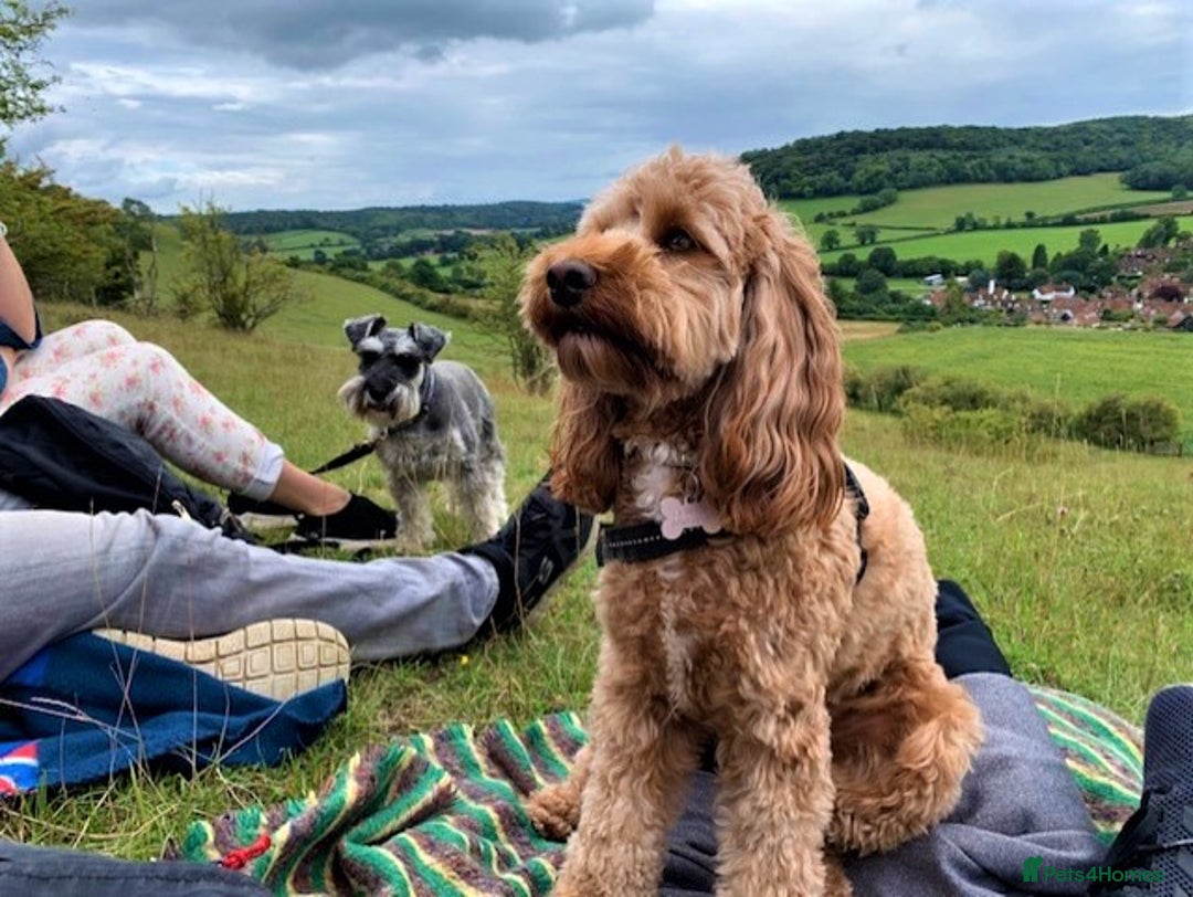 Cockapoo dogs for sale: Welcome to Cotswold Cavapoos and Cockapoos - Advert 18