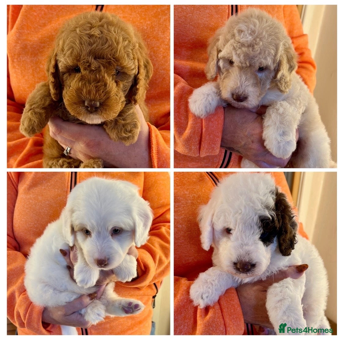 Labradoodle dogs READY NOW! Labradoodles F1b Health tested parents  - Advert 1