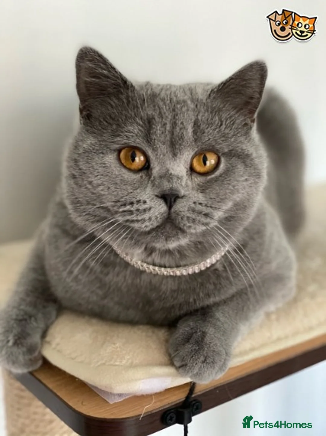 Scottish Fold cats for stud: Scottish straight for stud duties in Derby - Advert 4
