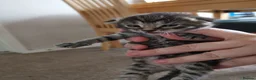 Mixed Breed cats for sale: 3 Beautiful kittens for sale - Advert 6