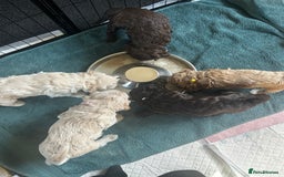 Cavapoo dogs for sale: ✨🌈 Rare Chocolate & Multicoloured Curly Cavapoos - Image 30