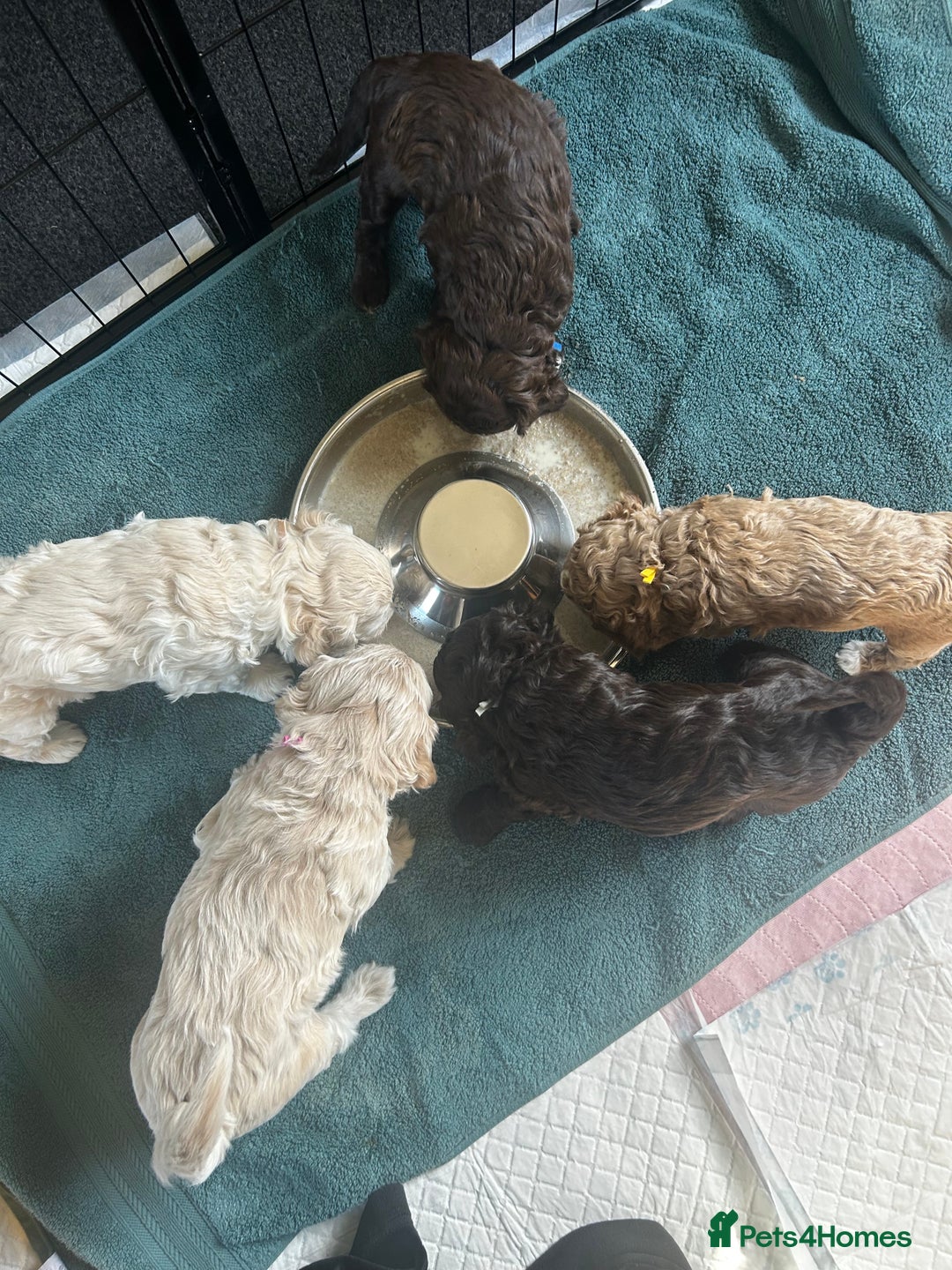 Cavapoo dogs for sale: ✨🌈 Rare Chocolate & Multicoloured Curly Cavapoos - Image 30