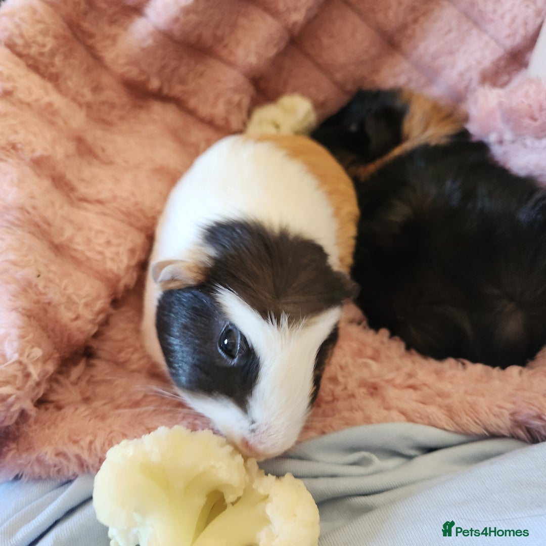 Guinea Pig rodents for sale: Female Guinea Pair  - Image 2