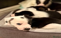 Border Collie dogs for sale: Litter of 5 border collies for sale - Image 13
