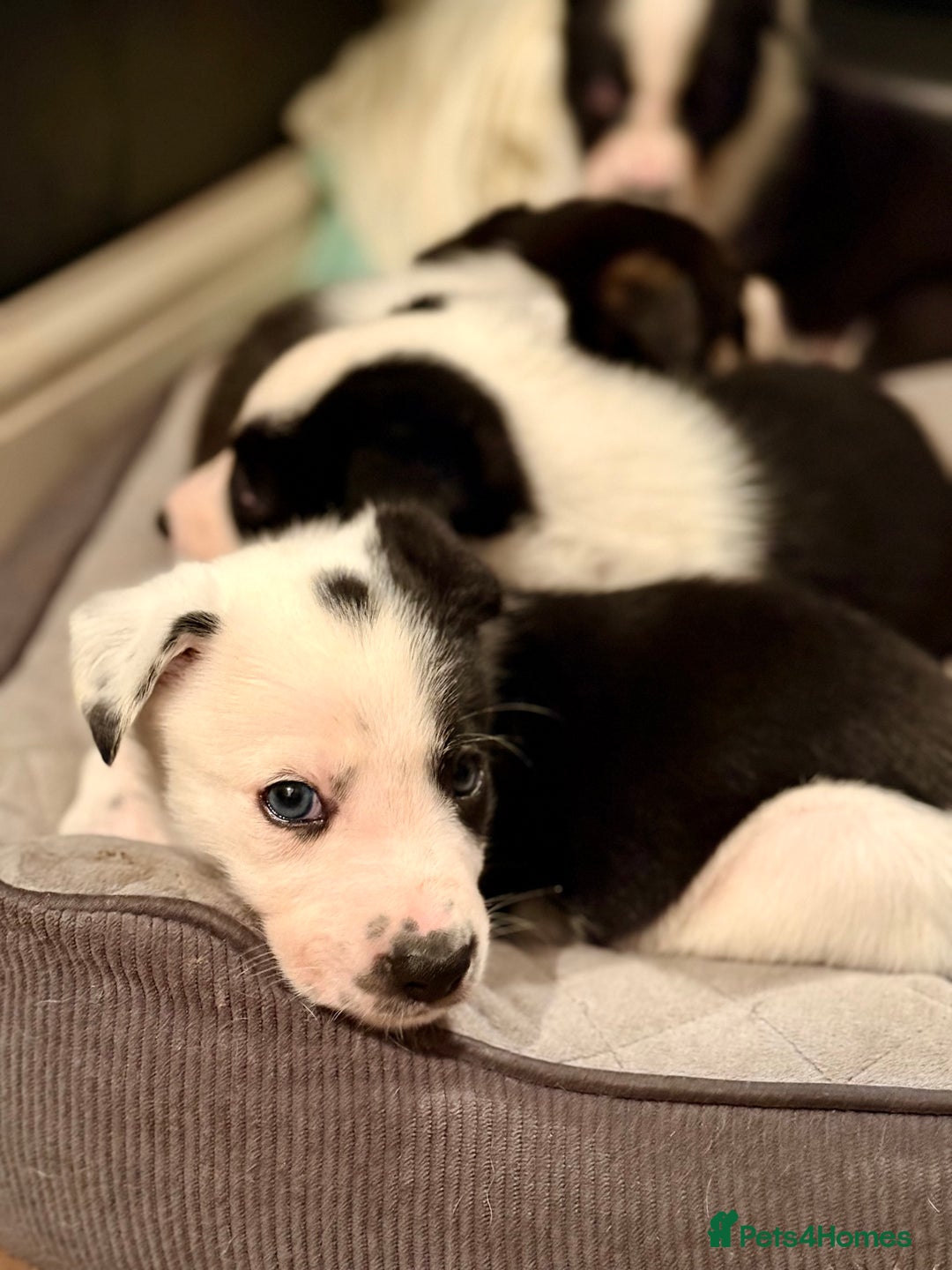 Border Collie dogs for sale: Litter of 5 border collies for sale - Image 13