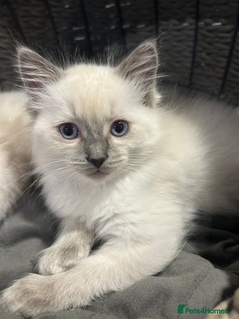 Ragdoll cats - Advert 2