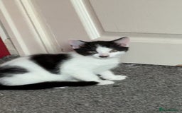 Domestic Shorthair cats for sale: 4 beautiful kittens, £100 each!! - Image 14