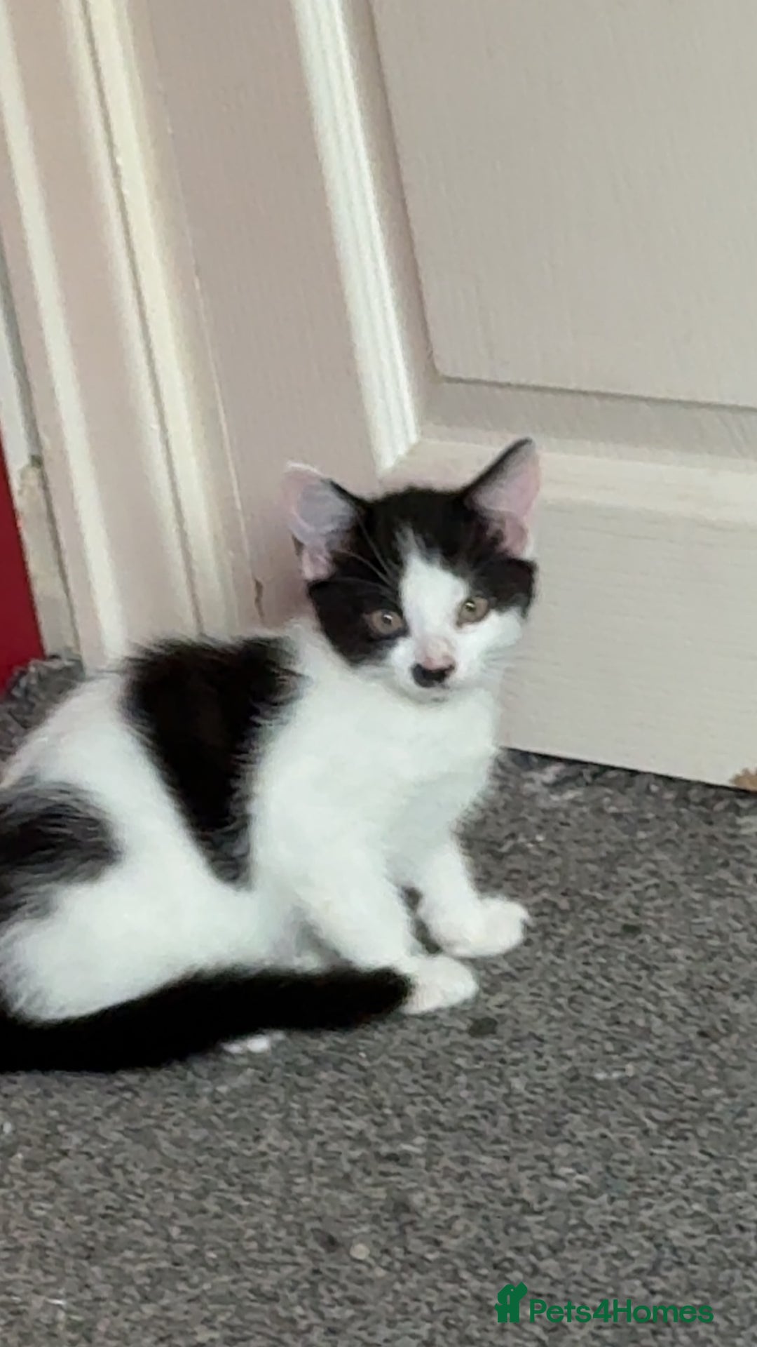 Domestic Shorthair cats for sale: 4 beautiful kittens, £100 each!! - Image 14