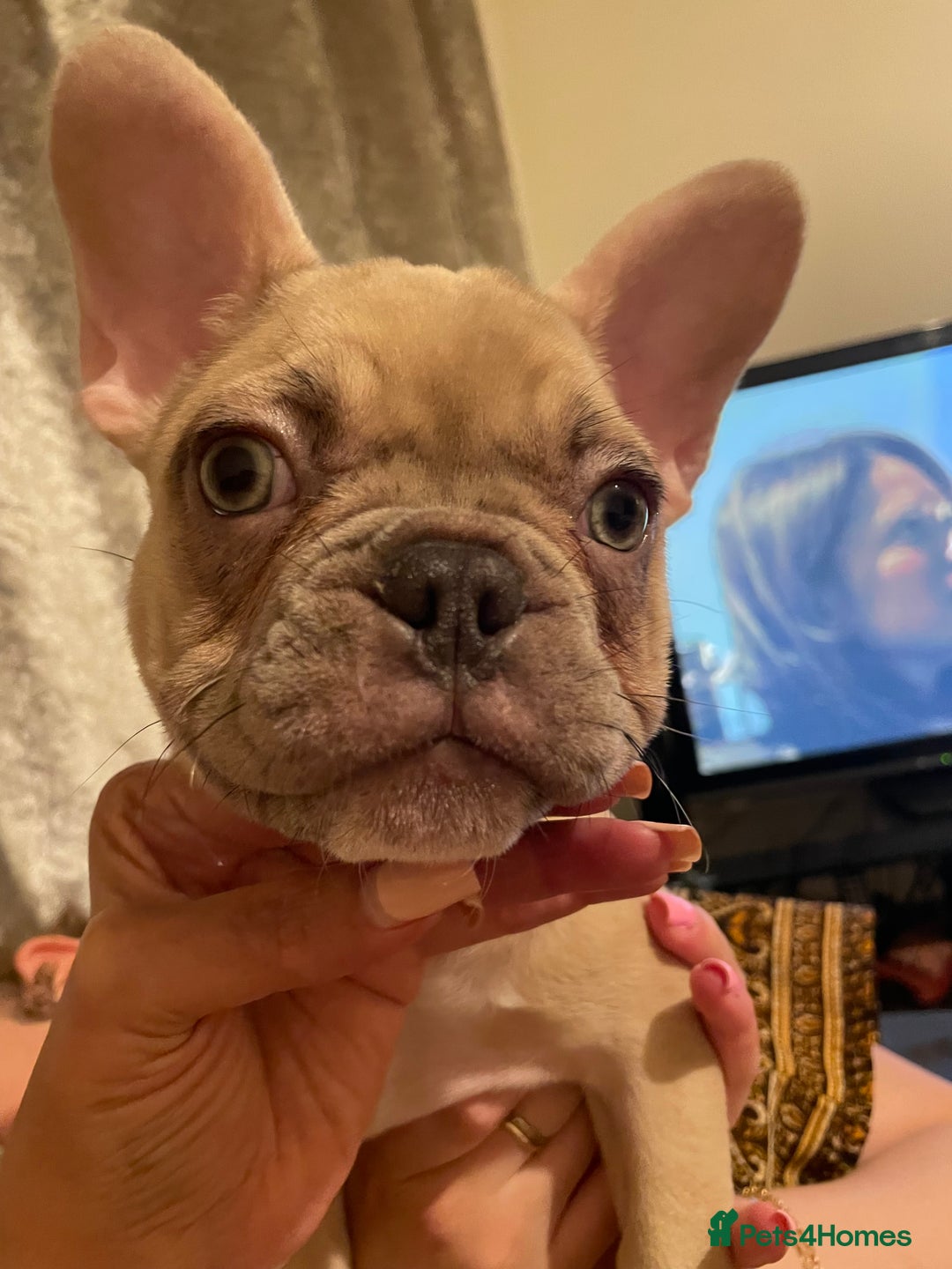 French Bulldog dogs for sale: 🚨🚨adorable French bulldog pups for sale 🚨🚨 - Image 36