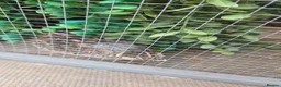 Quail poultry for sale: 4 female and 1 male quail house cage full set up in Lincoln - Advert 9