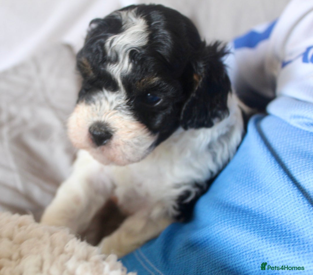 Cavapoo dogs for sale: Family raised Cavapoo puppies ready August - Image 9