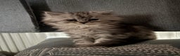 Persian cats for sale: Persian kittens for sale - Advert 22