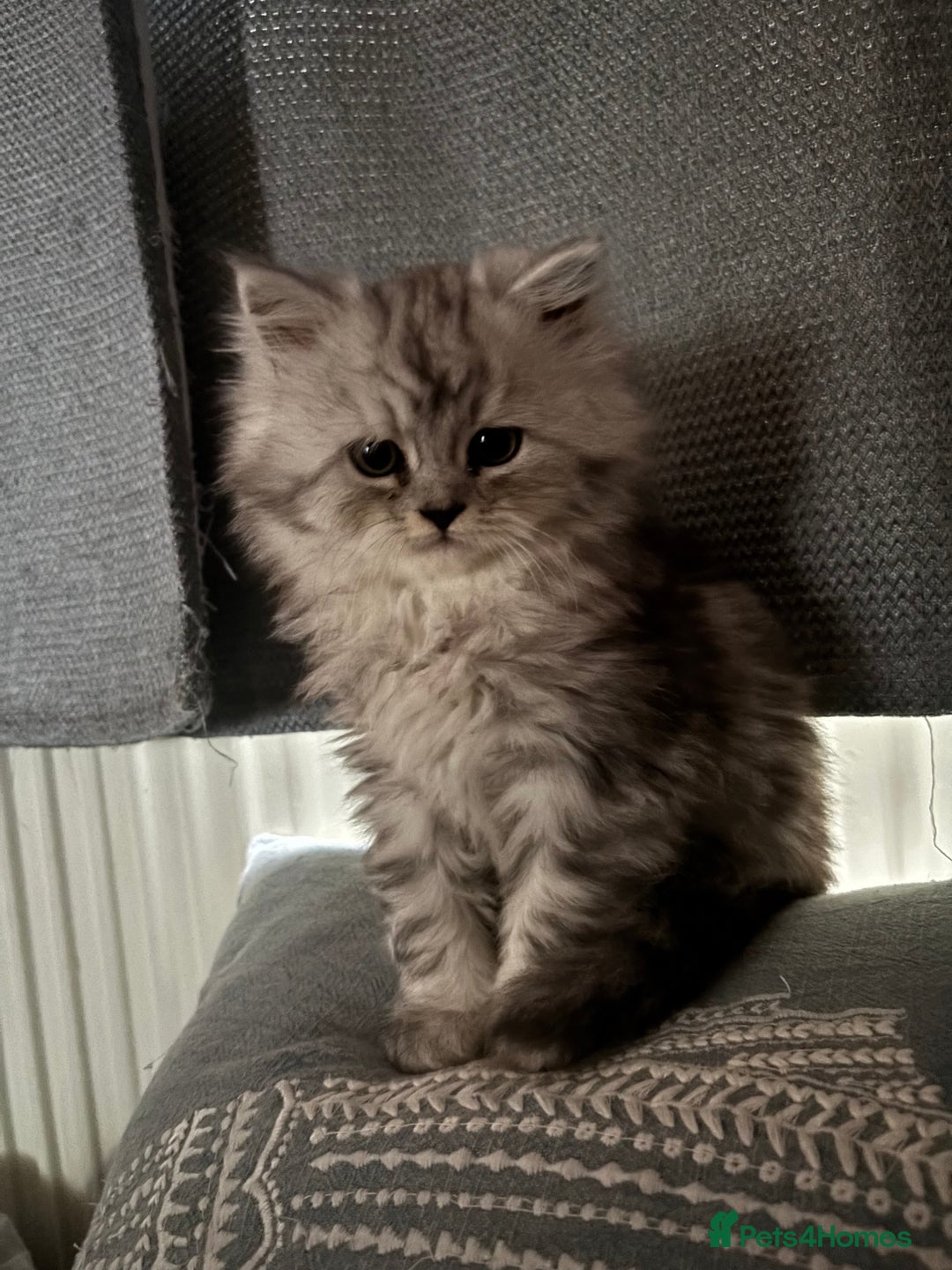 Persian cats for sale: Persian kittens for sale - Image 22