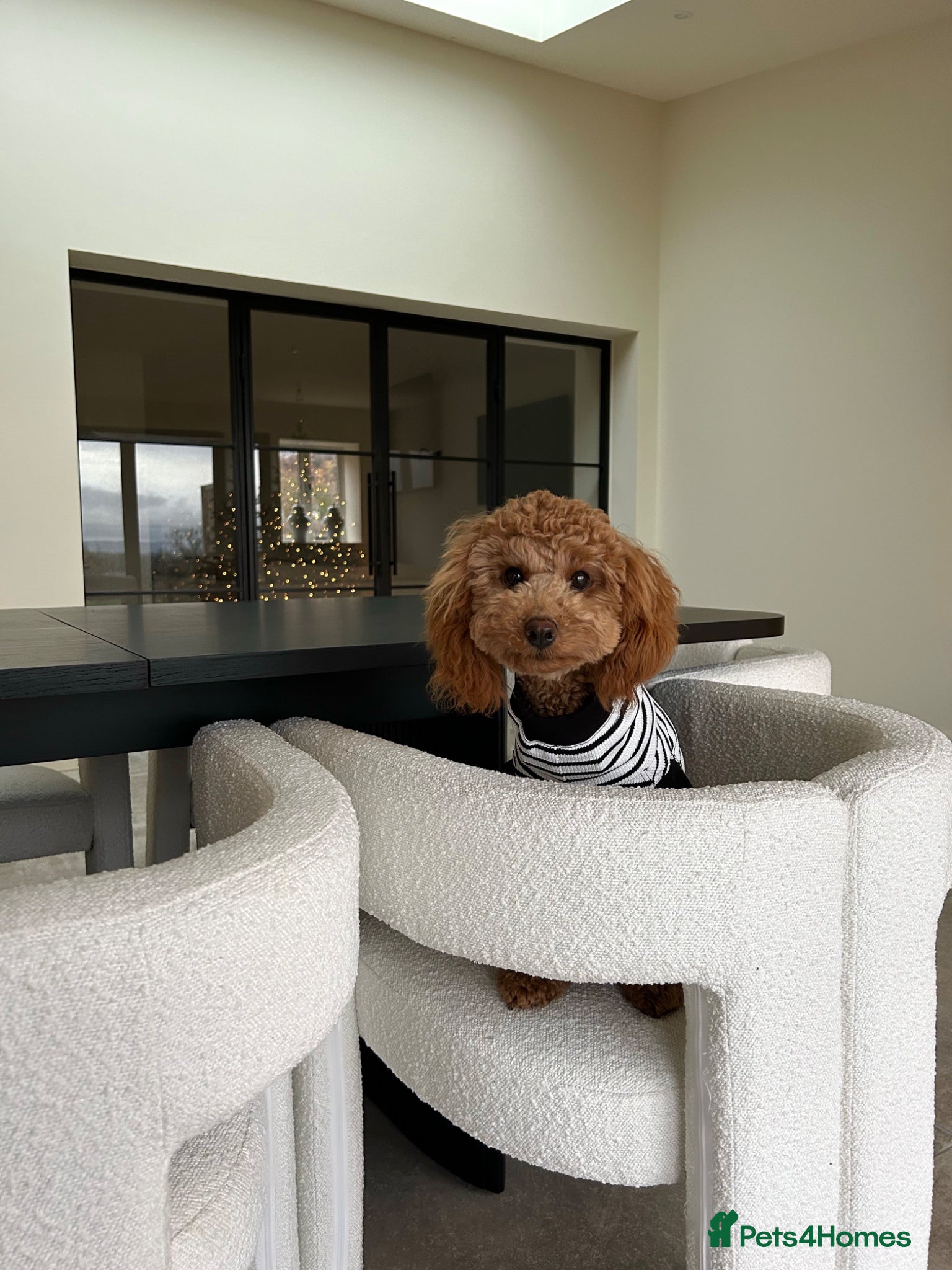 Mixed Breed dogs The most beautiful Cavapoochon Puppies - Advert 2