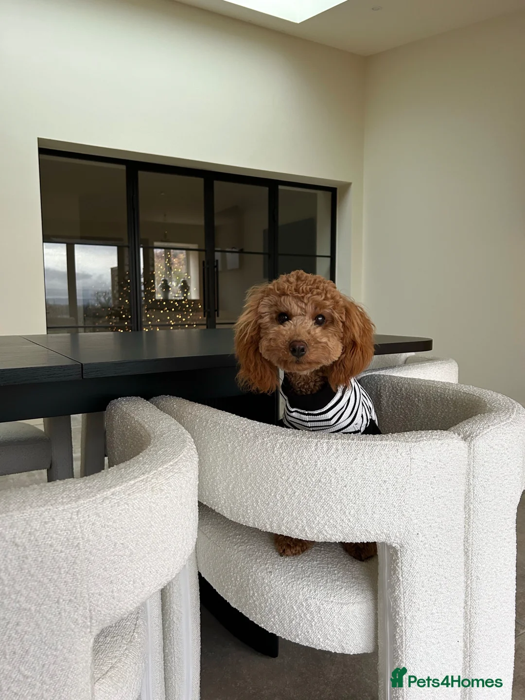 Mixed Breed dogs for sale: The most beautiful Cavapoochon Puppies - Advert 2