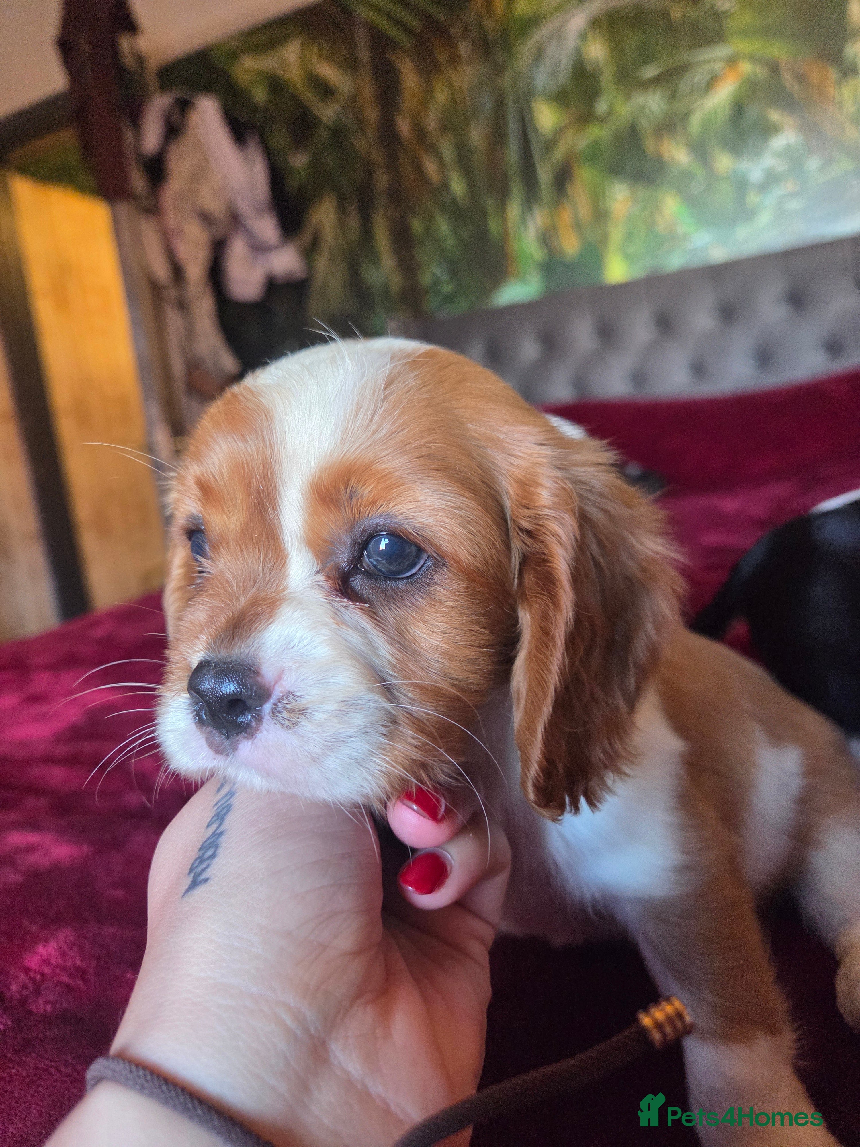 Cavalier King Charles Spaniel dogs Cavalier King Charles Spaniel Puppies Available - Advert 1