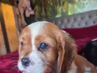 Cavalier King Charles Spaniel dogs Cavalier King Charles Spaniel Puppies Available - Advert 15