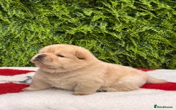Chow Chow dogs for sale: SHOW QUALITY KC REGISTERED CHOW CHOW PUPPIES - Image 9