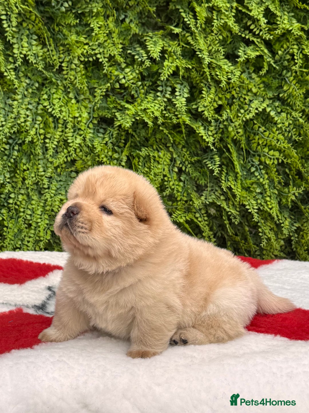 Chow Chow dogs for sale: SHOW QUALITY KC REGISTERED CHOW CHOW PUPPIES - Image 9