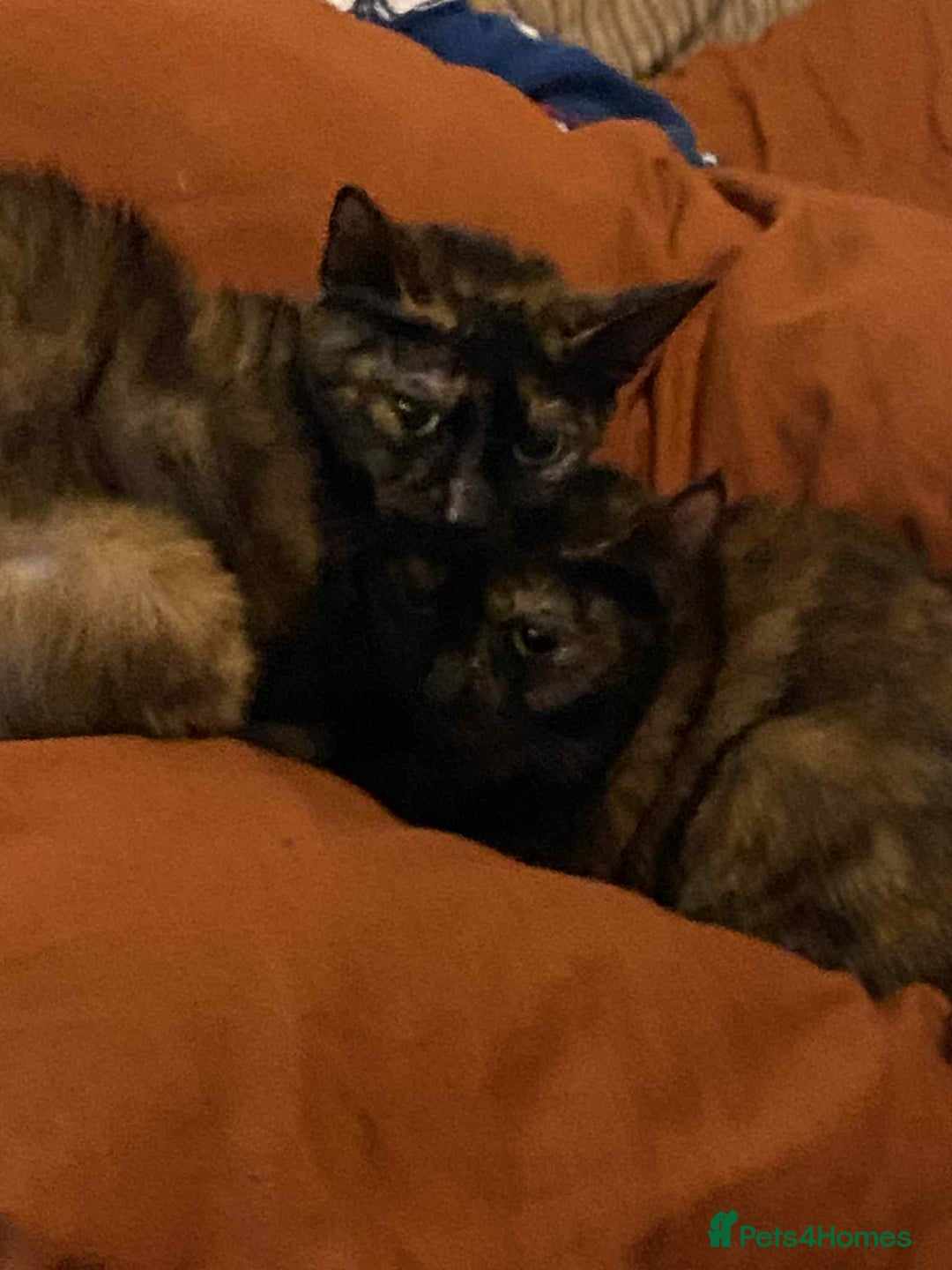 Bengal cats for sale: Three cats to go 2 twins and one bengal cross - Image 8
