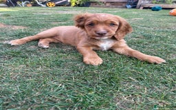 Cocker Spaniel dogs for sale: Stunning KC registered Working Cocker Spaniels  - Image 9