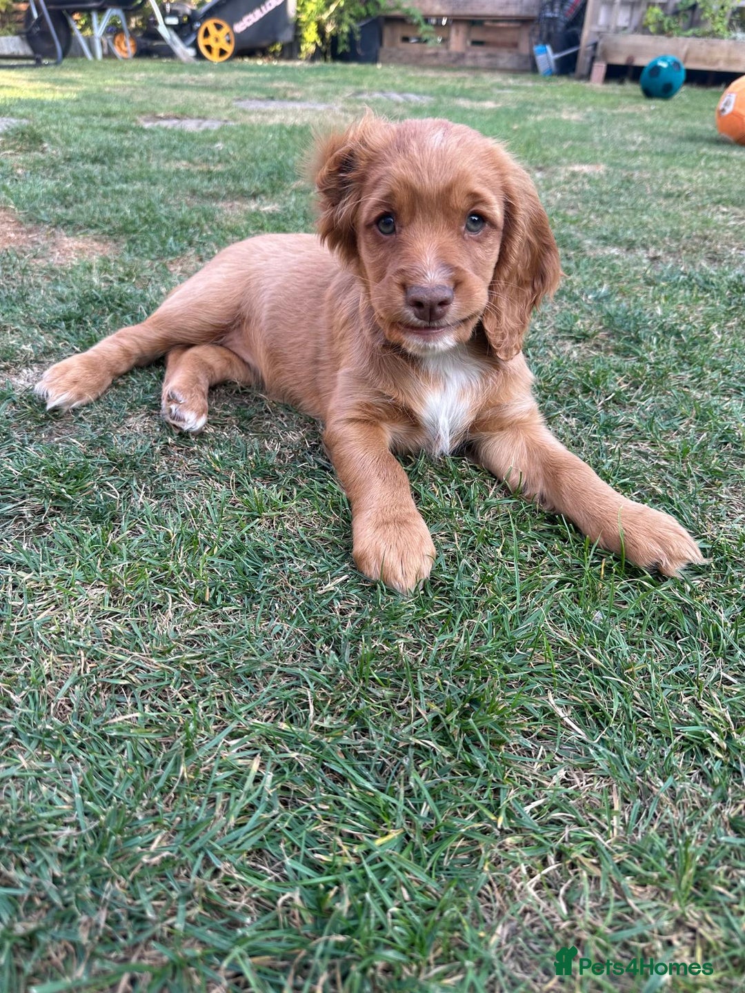 Cocker Spaniel dogs for sale: Stunning KC registered Working Cocker Spaniels  - Image 9