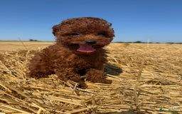 Toy Poodle dogs for sale: Toy Poodle Puppies–Asian Lines–Tiny Size - Image 25
