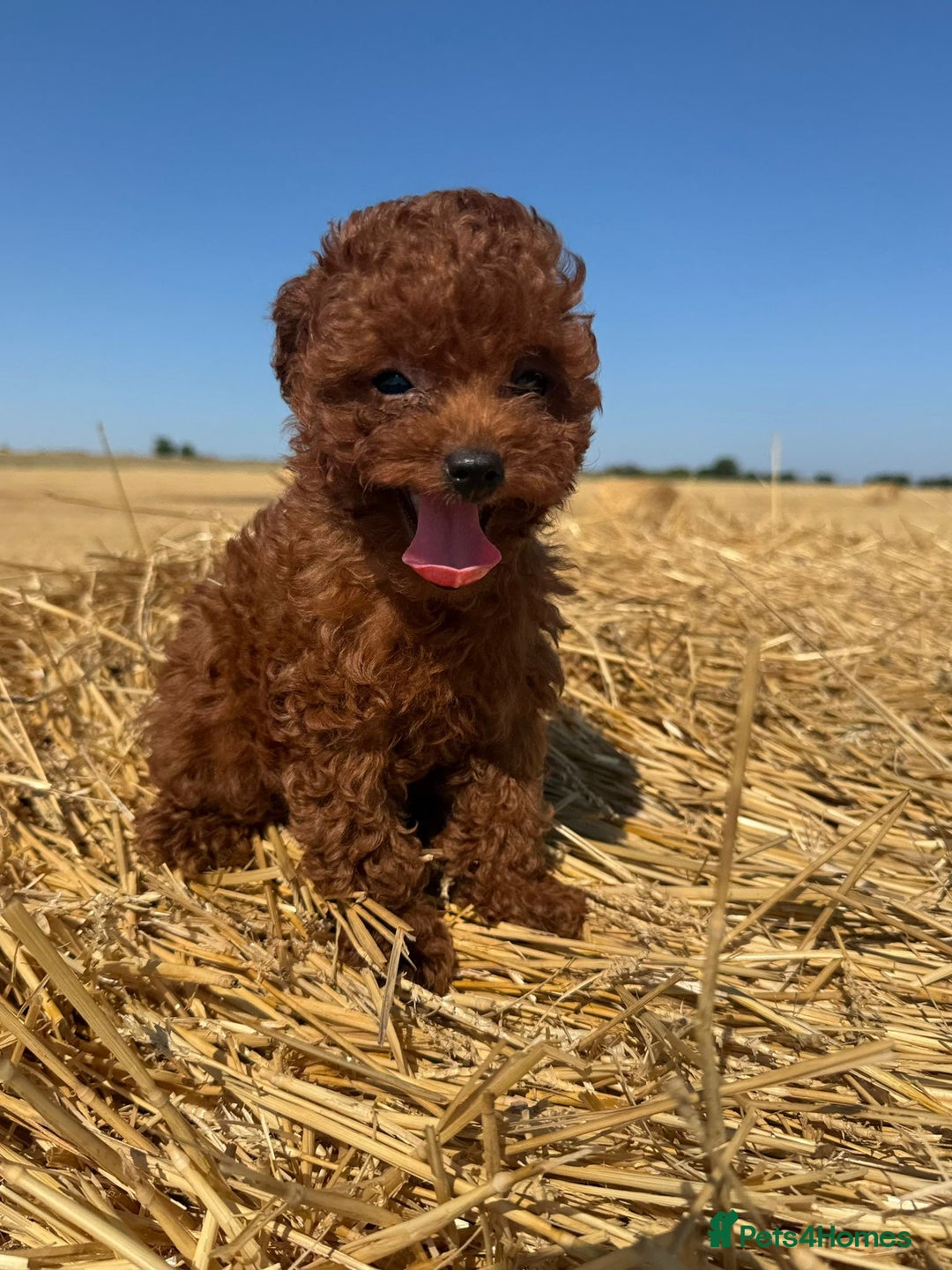 Toy Poodle dogs for sale: Toy Poodle Puppies–Asian Lines–Tiny Size - Image 25
