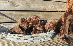 Sprocker dogs for sale: Adorable, well-socialised Sprocker Spaniel puppies - Image 7