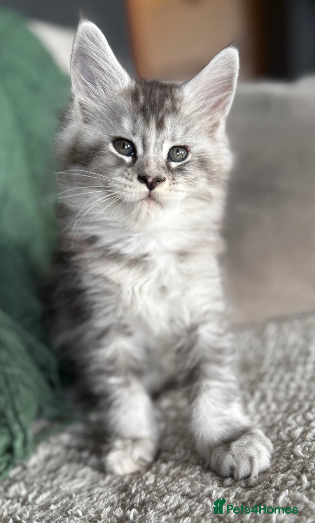 Maine Coon cats for sale: Tica registered Maine Coons from champion lines  - Image 20