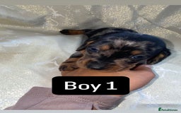 Dachshund dogs for sale: Dapple dachshund puppies for sale  - Image 7