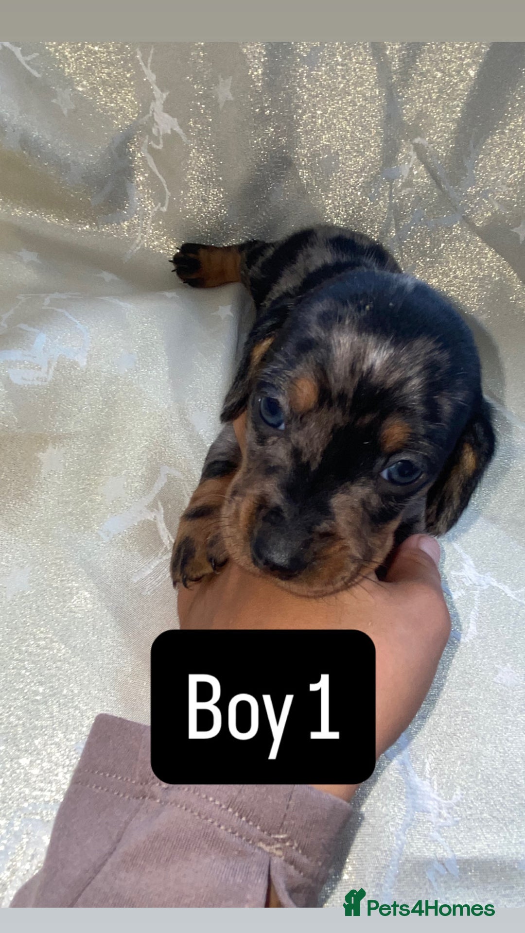 Dachshund dogs for sale: Dapple dachshund puppies for sale  - Image 7