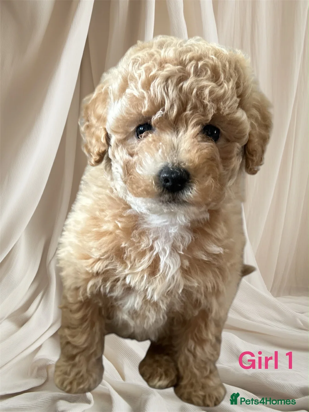 Poochon dogs for sale: Poochon girl pups  - Advert 8