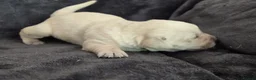 Goldador dogs for sale: 🐾 Beautiful Goldador Puppies Raised with Love 🐶 in Coventry - Advert 14