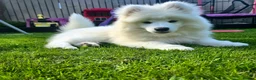 Samoyed dogs for sale: 14 week old female samoyed  - Advert 3