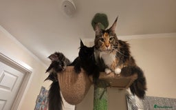 Maine Coon cats for sale: PURE BREED MAINE COONS KITTENS Delivery available - Image 13