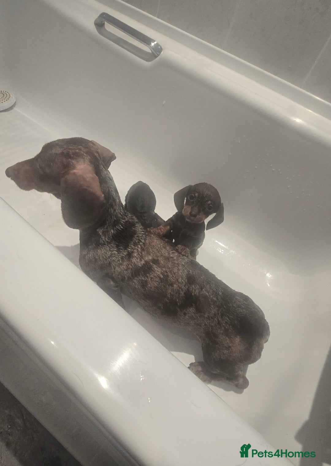 Miniature Dachshund dogs for sale: Quality extra tiny miniature daschund  - Advert 3