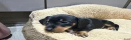 Miniature Dachshund dogs for sale: Miniature dachshund cross puppies  - Advert 6