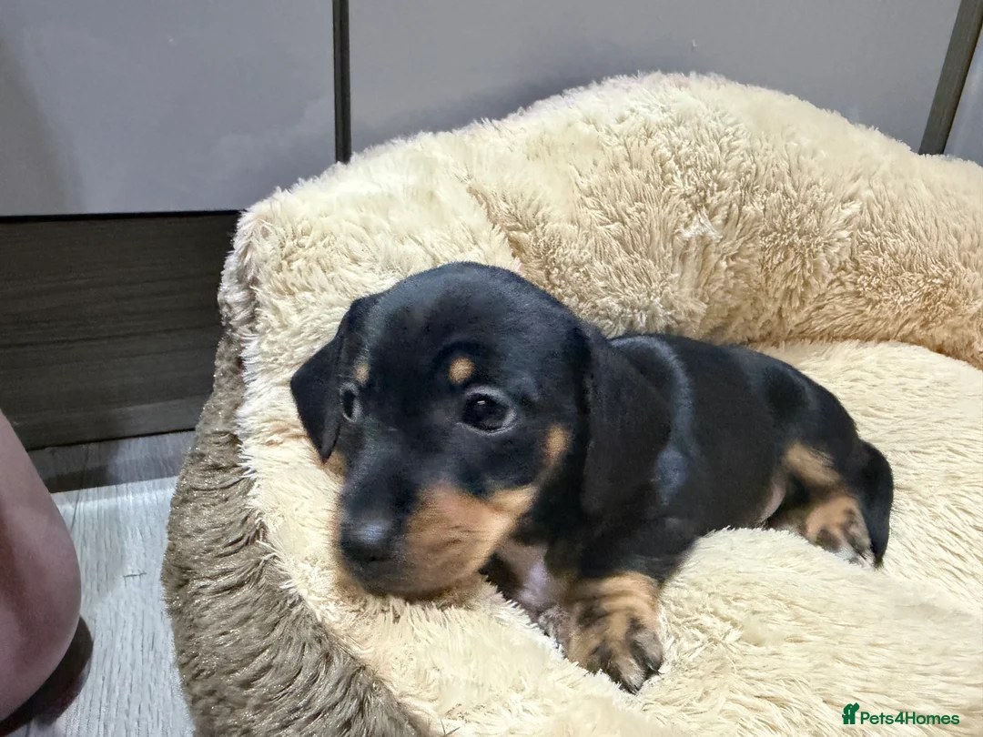 Miniature Dachshund dogs for sale: Miniature dachshund cross puppies  - Advert 6