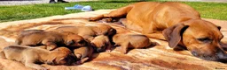 Rhodesian Ridgeback dogs for sale: KC OUTSTANDING PEDIGREE RHODESIAN RIDGEBACK  - Advert 8