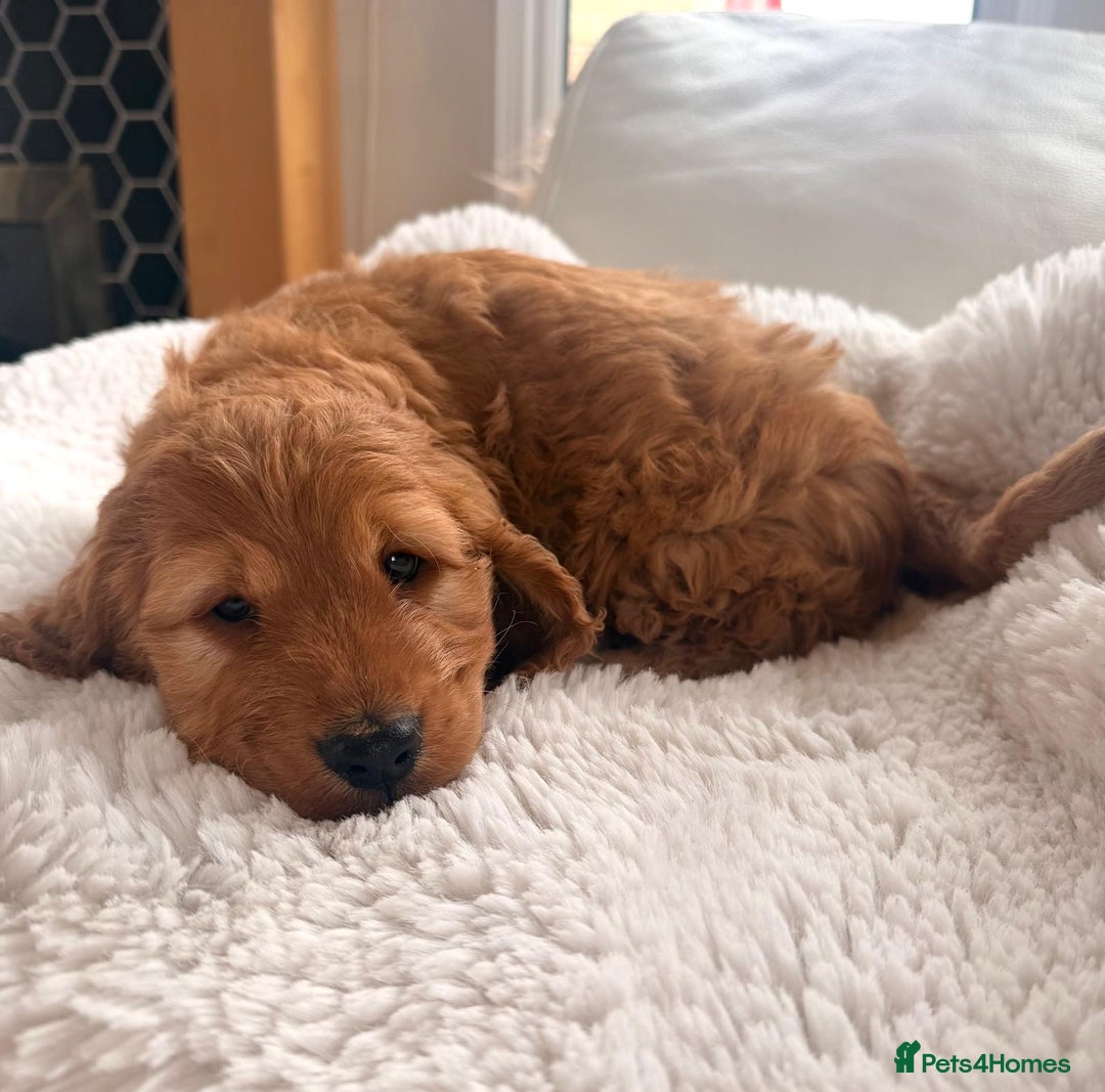 Cockapoo dogs for sale: Gorgeous F1 Cockapoo’s  - Advert 6