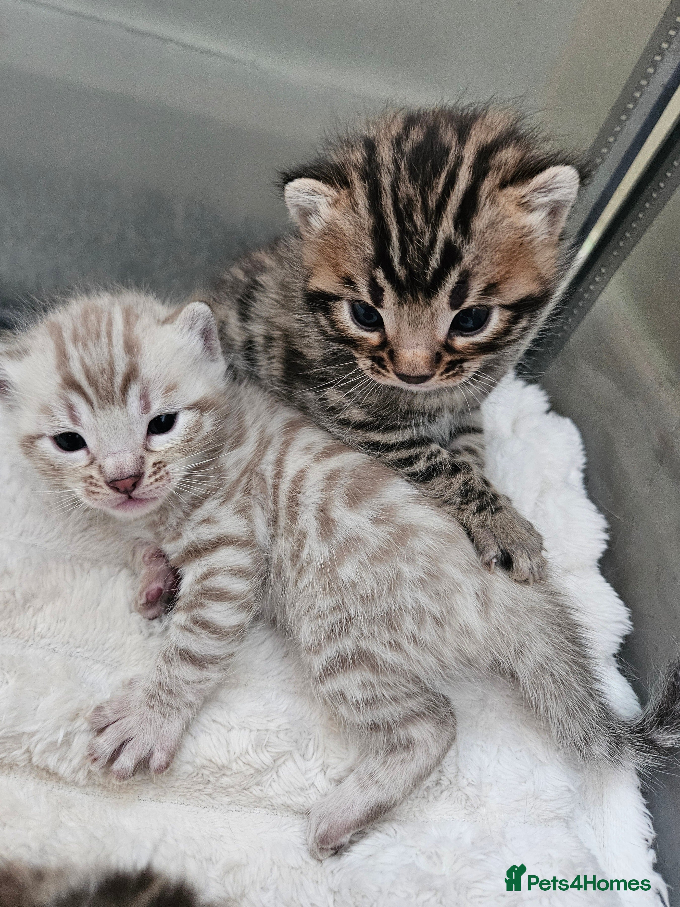 Bengal cats Stunning Bengal Kittens | TICA Registered - Advert 4