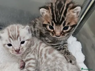Bengal cats Stunning Bengal Kittens | TICA Registered - Advert 4