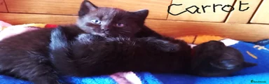 British Shorthair 1