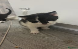 British Shorthair cats for sale: 6 beautiful black and white kittens - Image 4
