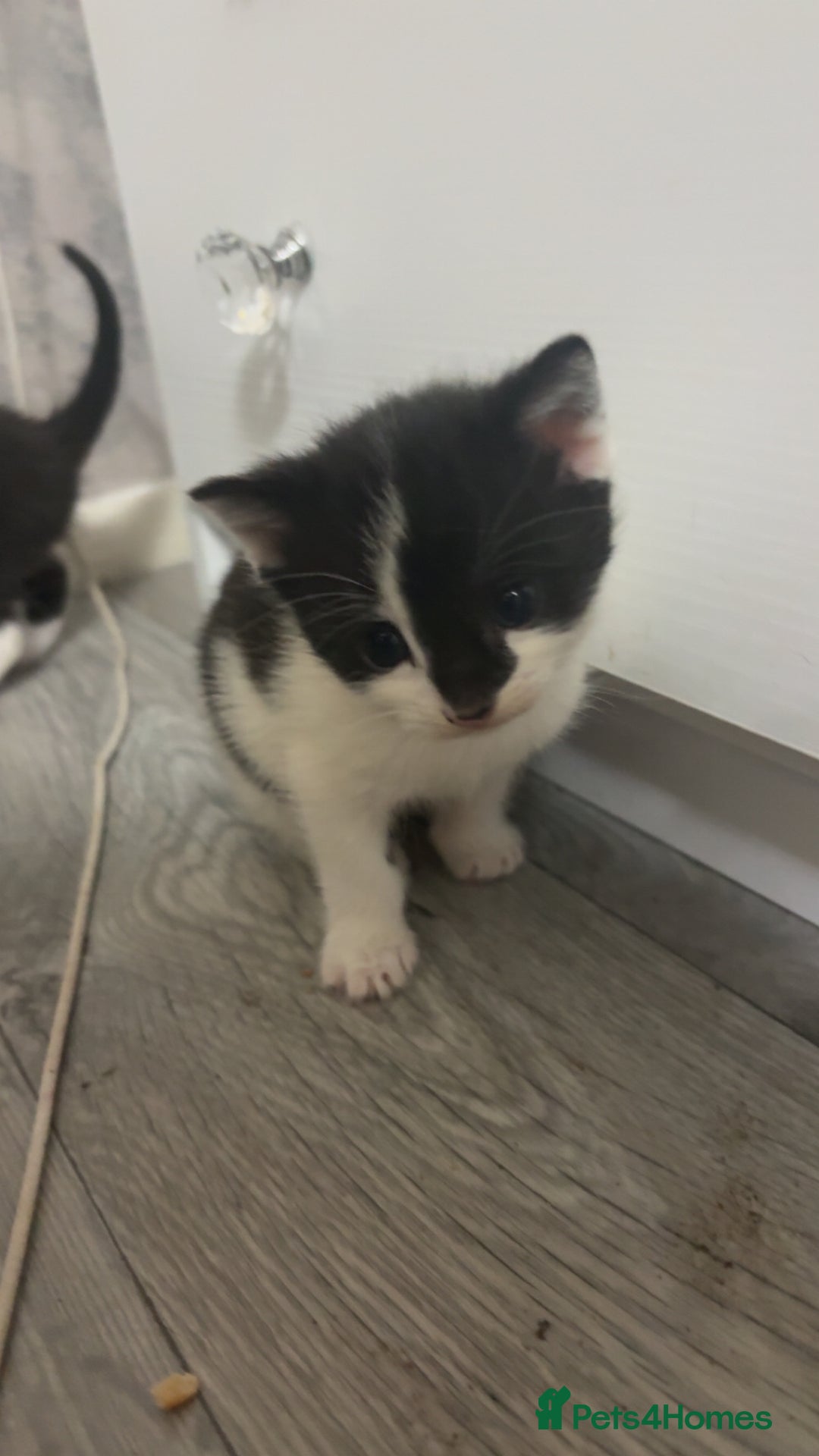 British Shorthair cats for sale: 6 beautiful black and white kittens - Image 4