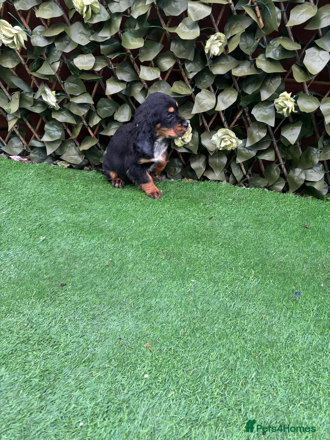 Cockalier dogs for sale: Beautiful Cockerlier puppies forsale - Advert 2