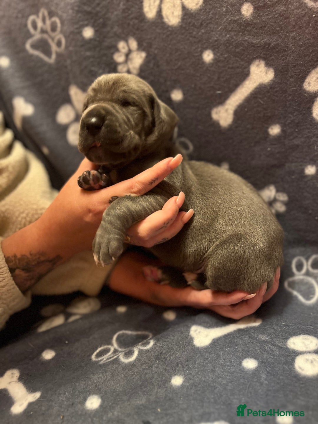 Great Dane dogs for sale: Great Dane puppy’s  - Image 5